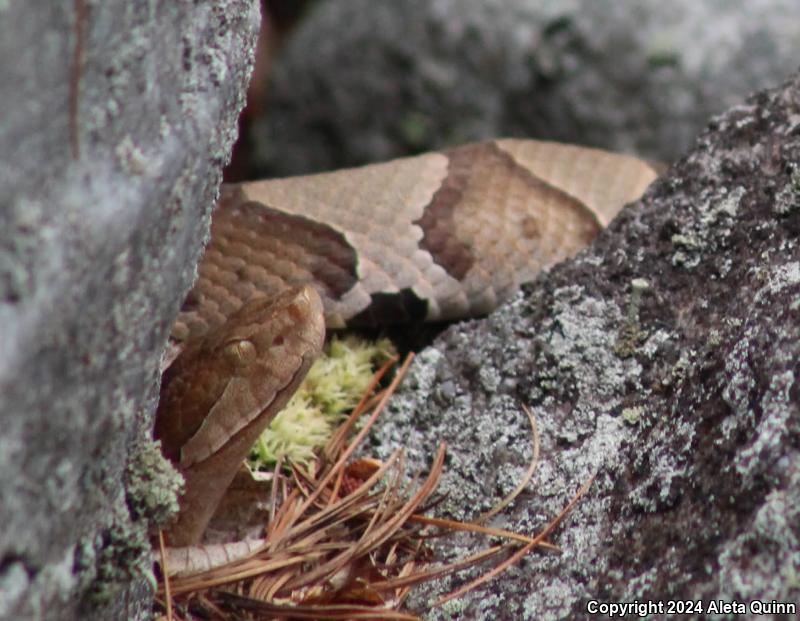 Copperhead (Agkistrodon contortrix)