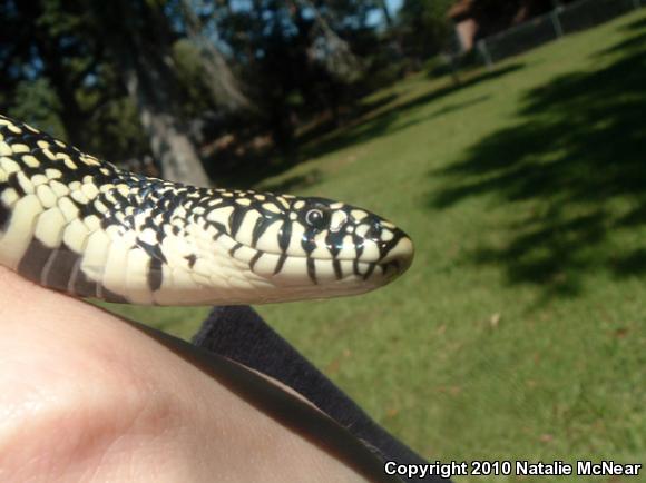 Speckled Kingsnake (Lampropeltis getula holbrooki)