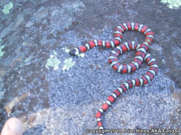 San Diego Mountain Kingsnake (Lampropeltis zonata pulchra)