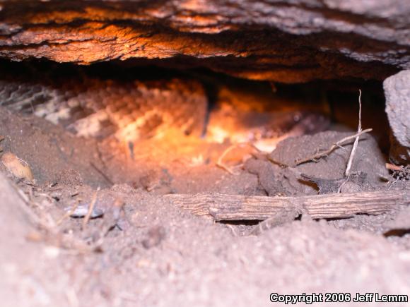 Southern Pacific Rattlesnake (Crotalus oreganus helleri)