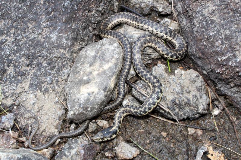 Oregon Gartersnake (Thamnophis atratus hydrophilus)