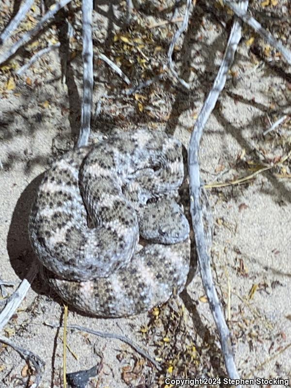 Southwestern Speckled Rattlesnake (Crotalus mitchellii pyrrhus)