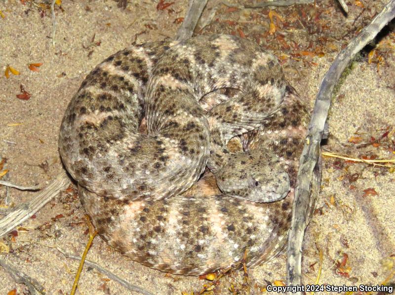 Southwestern Speckled Rattlesnake (Crotalus mitchellii pyrrhus)