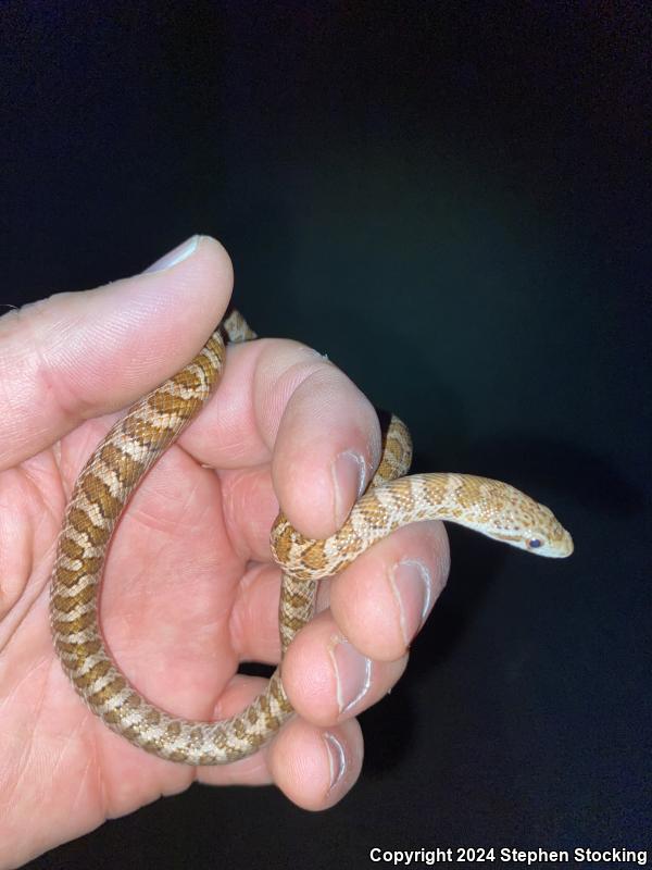 Glossy Snake (Arizona elegans)