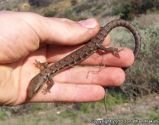 San Diego Alligator Lizard (Elgaria multicarinata webbii)