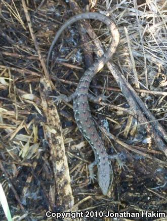 San Diego Alligator Lizard (Elgaria multicarinata webbii)