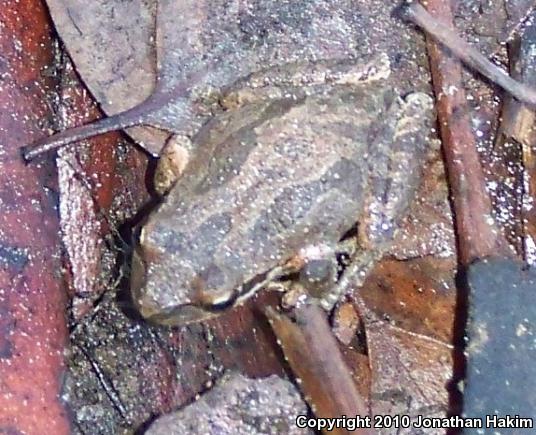 Baja California Treefrog (Pseudacris hypochondriaca)