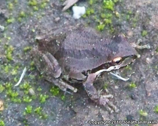 Baja California Treefrog (Pseudacris hypochondriaca)