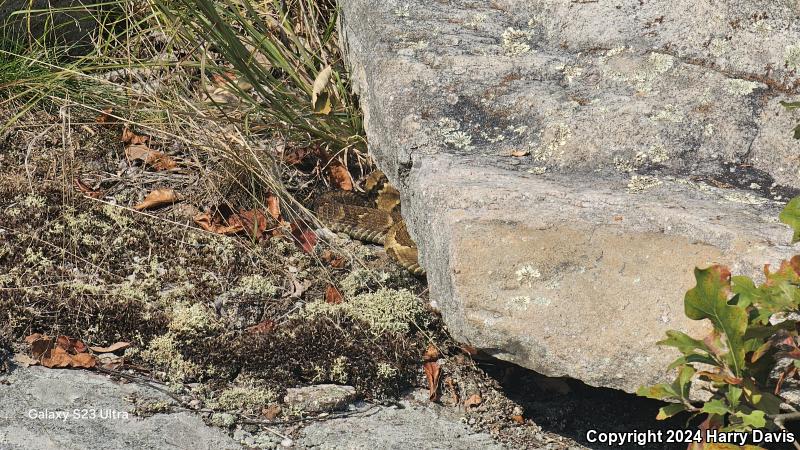 Timber Rattlesnake (Crotalus horridus)