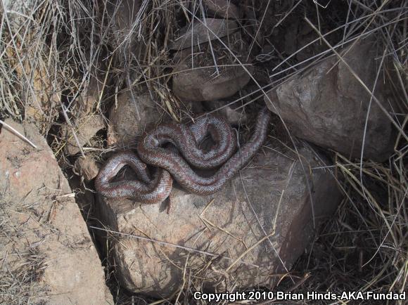 Coastal Rosy Boa (Lichanura trivirgata roseofusca)