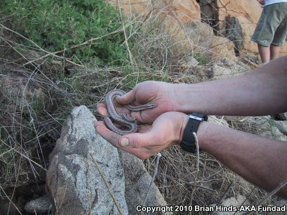 Coastal Rosy Boa (Lichanura trivirgata roseofusca)