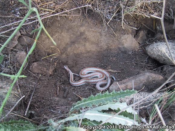 Coastal Rosy Boa (Lichanura trivirgata roseofusca)