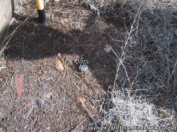 California Kingsnake (Lampropeltis getula californiae)