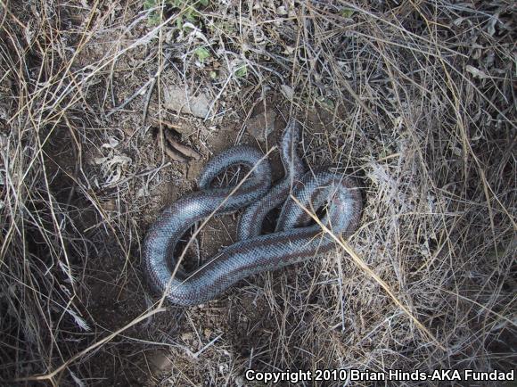 Coastal Rosy Boa (Lichanura trivirgata roseofusca)