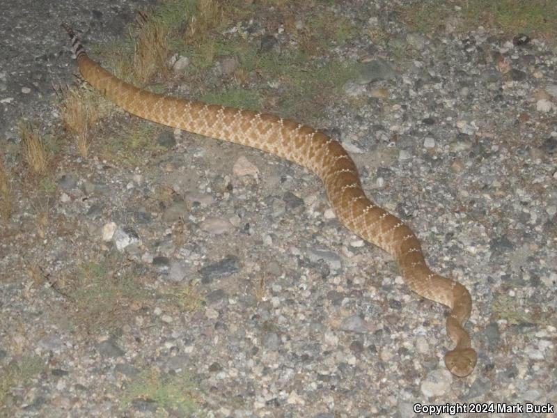 Red Diamond Rattlesnake (Crotalus ruber)