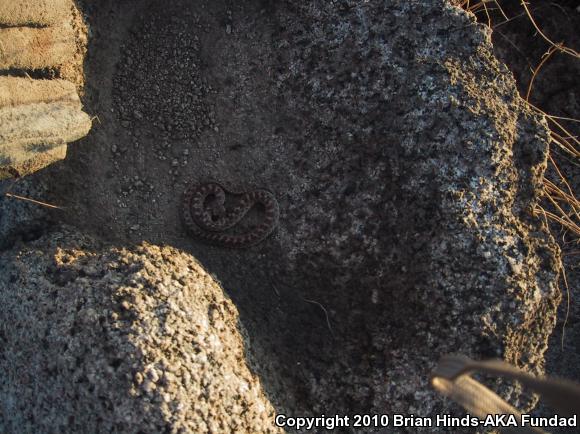 San Diego Nightsnake (Hypsiglena ochrorhyncha klauberi)