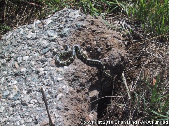 California Kingsnake (Lampropeltis getula californiae)