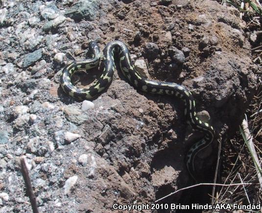 California Kingsnake (Lampropeltis getula californiae)