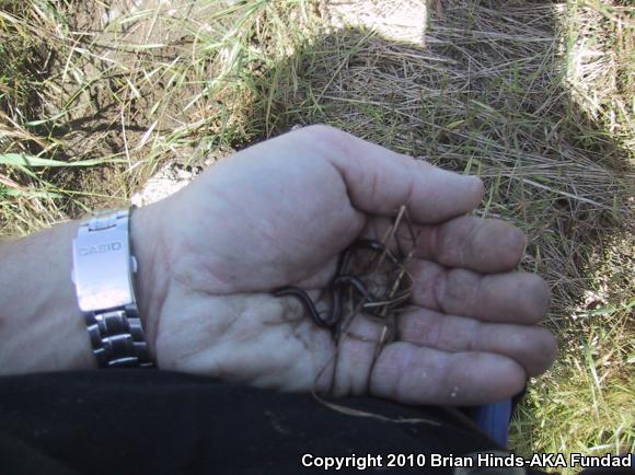 Brahminy Blindsnake (Ramphotyphlops braminus)