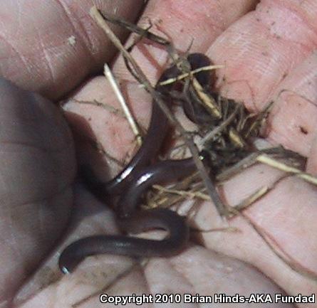 Brahminy Blindsnake (Ramphotyphlops braminus)