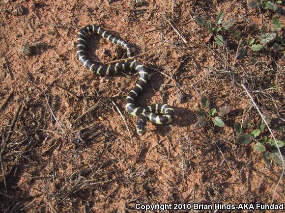 California Kingsnake (Lampropeltis getula californiae)