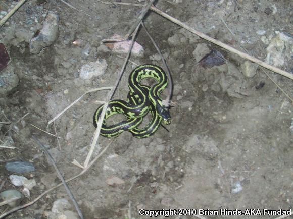 California Kingsnake (Lampropeltis getula californiae)