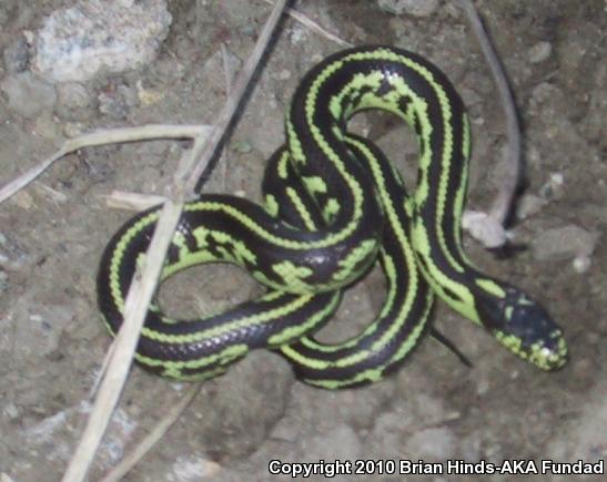 California Kingsnake (Lampropeltis getula californiae)