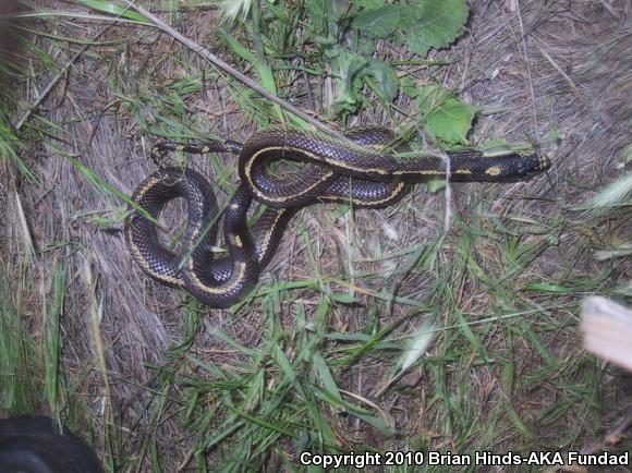 California Kingsnake (Lampropeltis getula californiae)