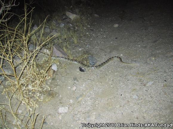 Western Long-nosed Snake (Rhinocheilus lecontei)