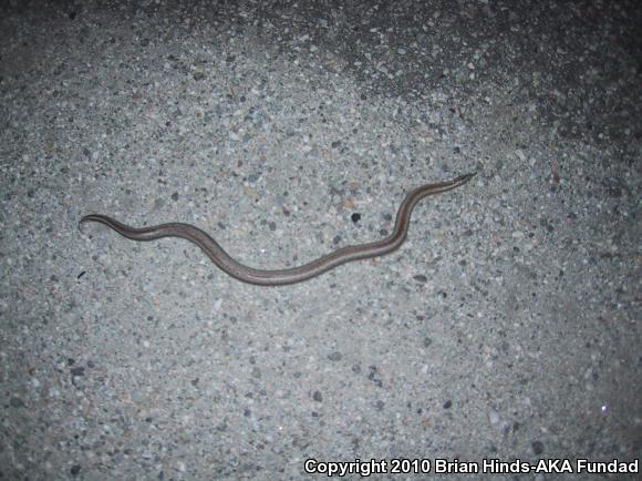 Coastal Rosy Boa (Lichanura trivirgata roseofusca)