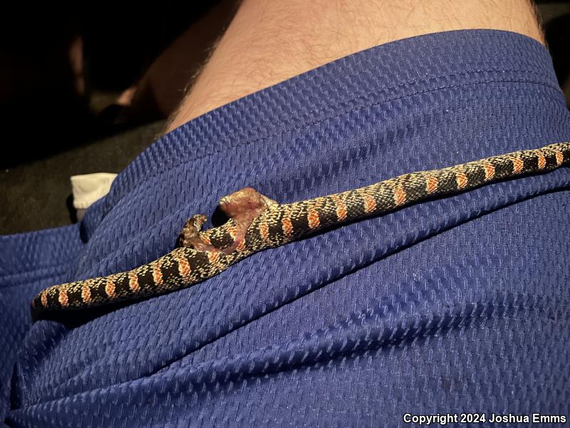 Western Long-nosed Snake (Rhinocheilus lecontei)