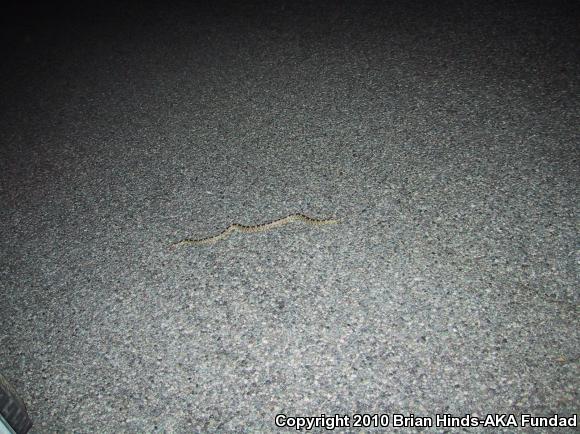 Western Long-nosed Snake (Rhinocheilus lecontei)