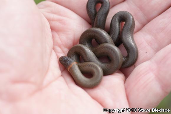 San Diego Ring-necked Snake (Diadophis punctatus similis)