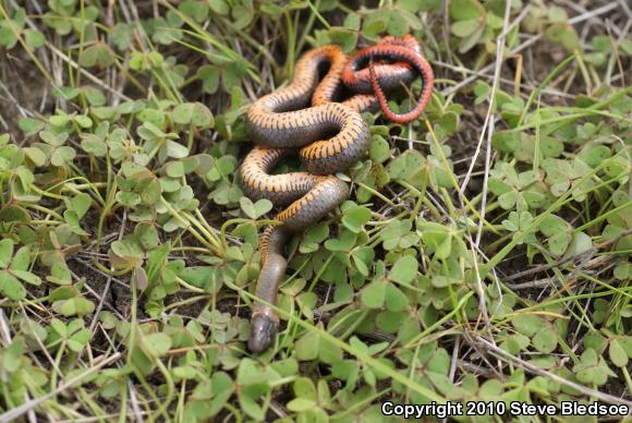 San Diego Ring-necked Snake (Diadophis punctatus similis)