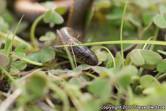 San Diego Ring-necked Snake (Diadophis punctatus similis)