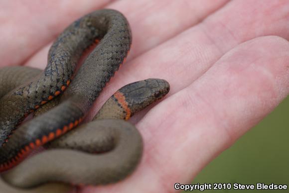 San Diego Ring-necked Snake (Diadophis punctatus similis)