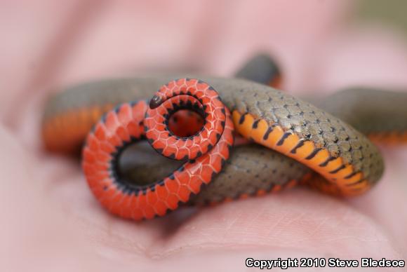 San Diego Ring-necked Snake (Diadophis punctatus similis)