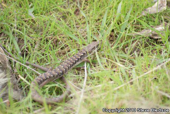 San Diego Alligator Lizard (Elgaria multicarinata webbii)