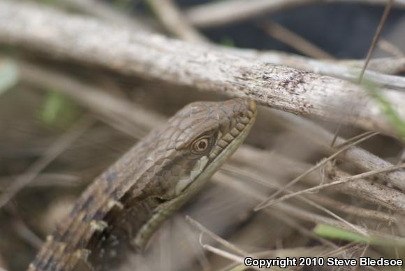 San Diego Alligator Lizard (Elgaria multicarinata webbii)