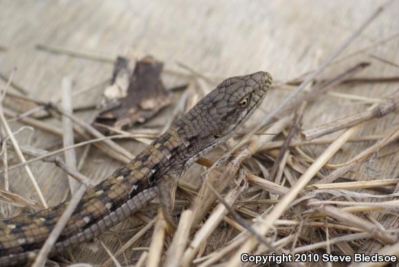 San Diego Alligator Lizard (Elgaria multicarinata webbii)