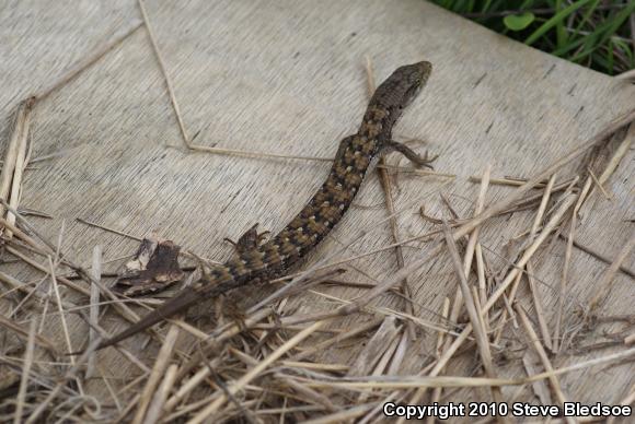 San Diego Alligator Lizard (Elgaria multicarinata webbii)