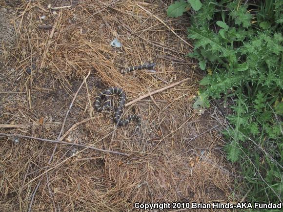 California Kingsnake (Lampropeltis getula californiae)