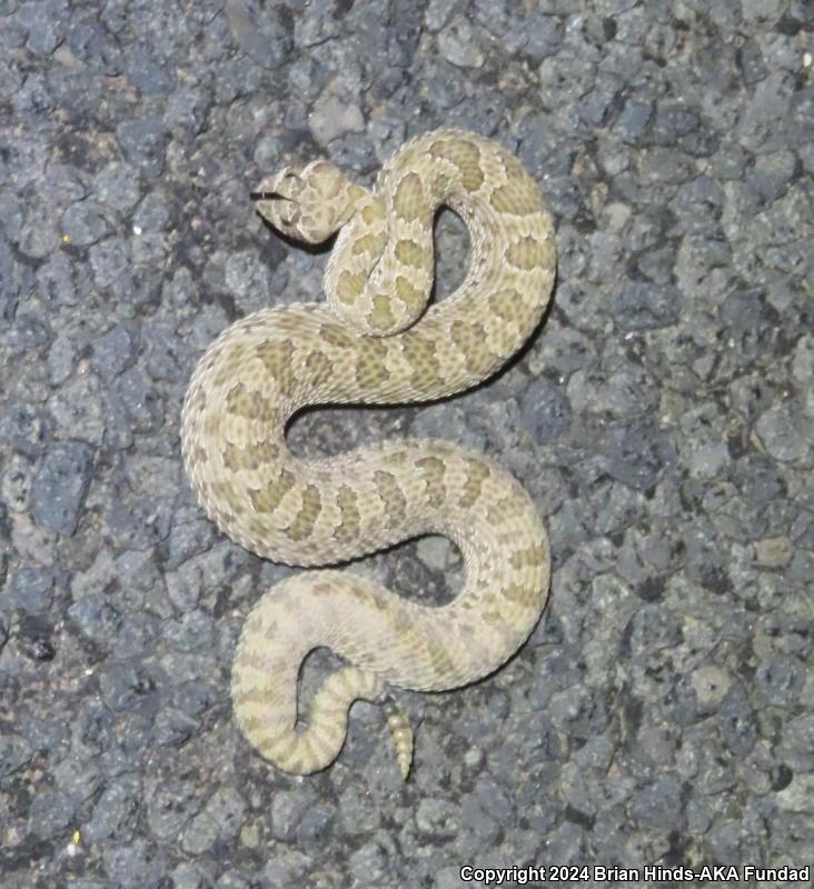 Prairie Rattlesnake (Crotalus viridis)
