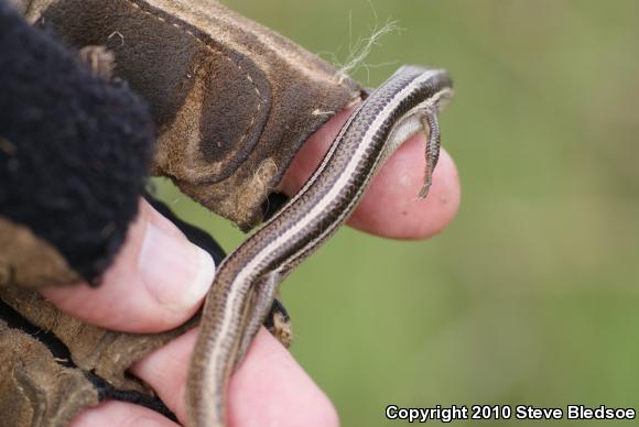 Western Skink (Plestiodon skiltonianus skiltonianus)