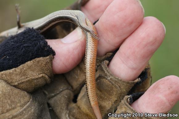 Western Skink (Plestiodon skiltonianus skiltonianus)