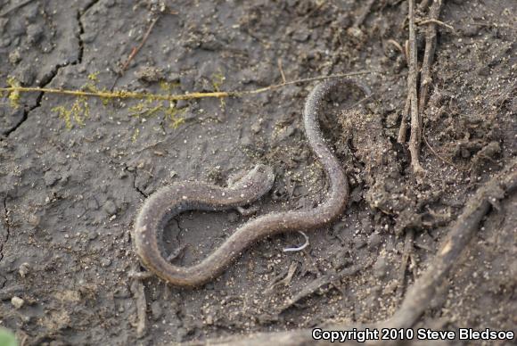 Garden Slender Salamander (Batrachoseps major major)