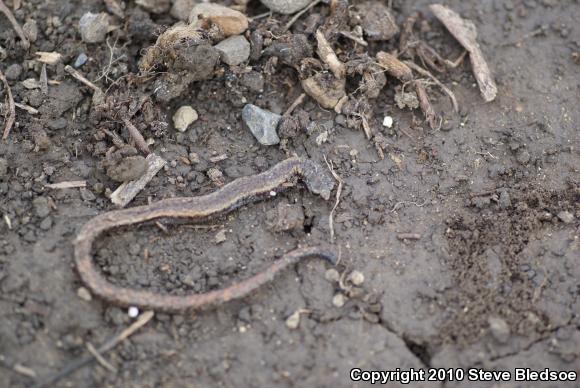 Garden Slender Salamander (Batrachoseps major major)