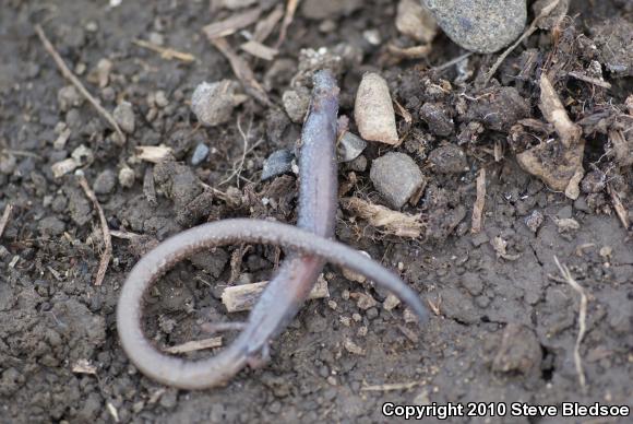 Garden Slender Salamander (Batrachoseps major major)