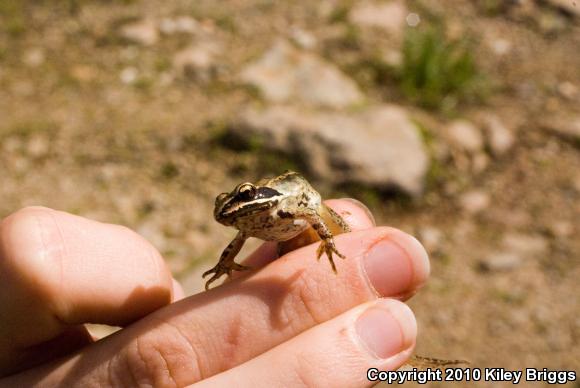 Wood Frog (Lithobates sylvaticus)