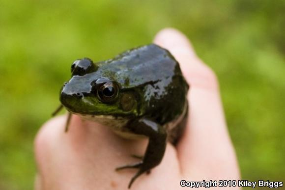 Green Frog (Lithobates clamitans)